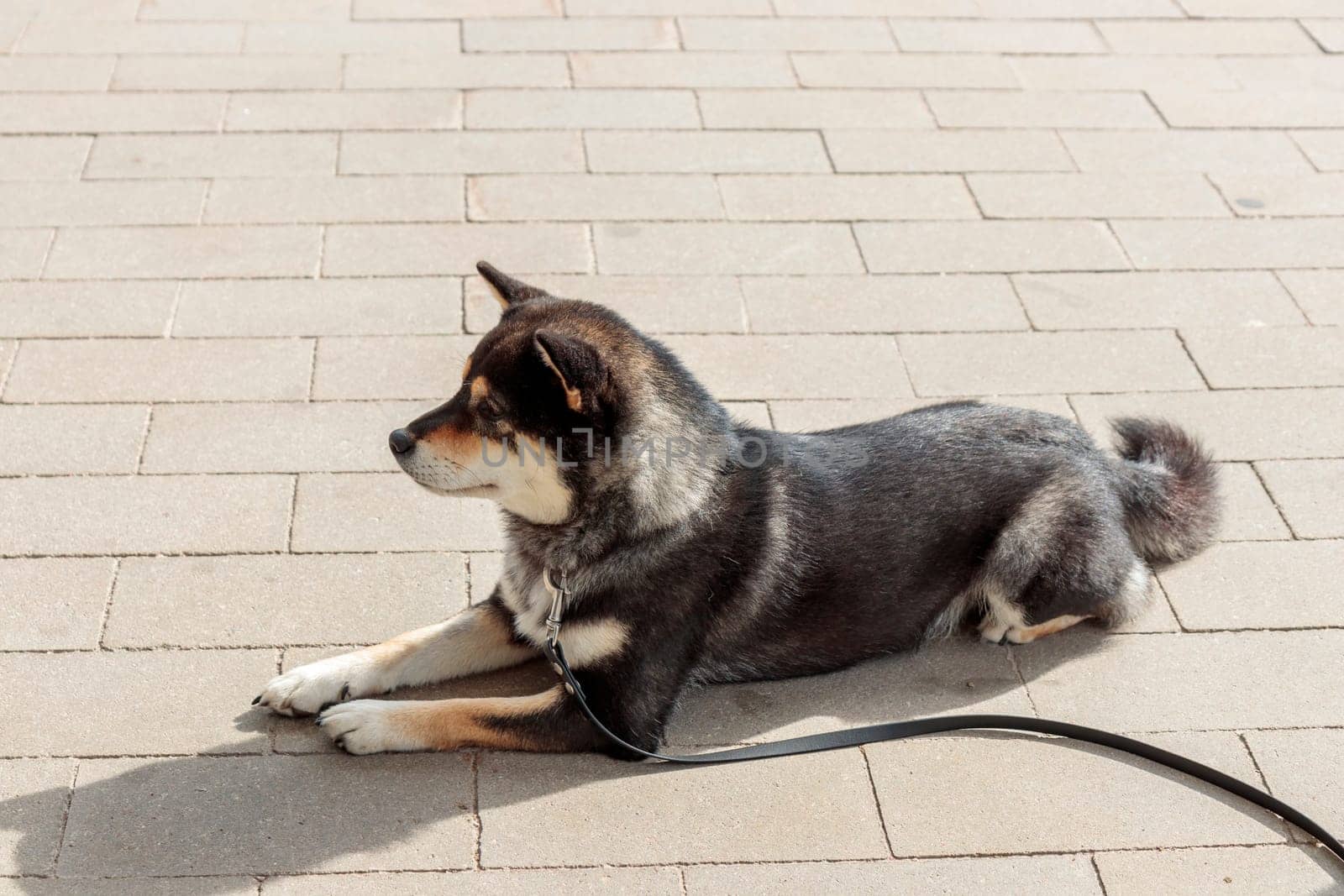 Smart black and tan dog, Japanese Shiba Inu breed, on Leash in sunny weather lies on a parking lot waiting for her owner, banner with copy space
