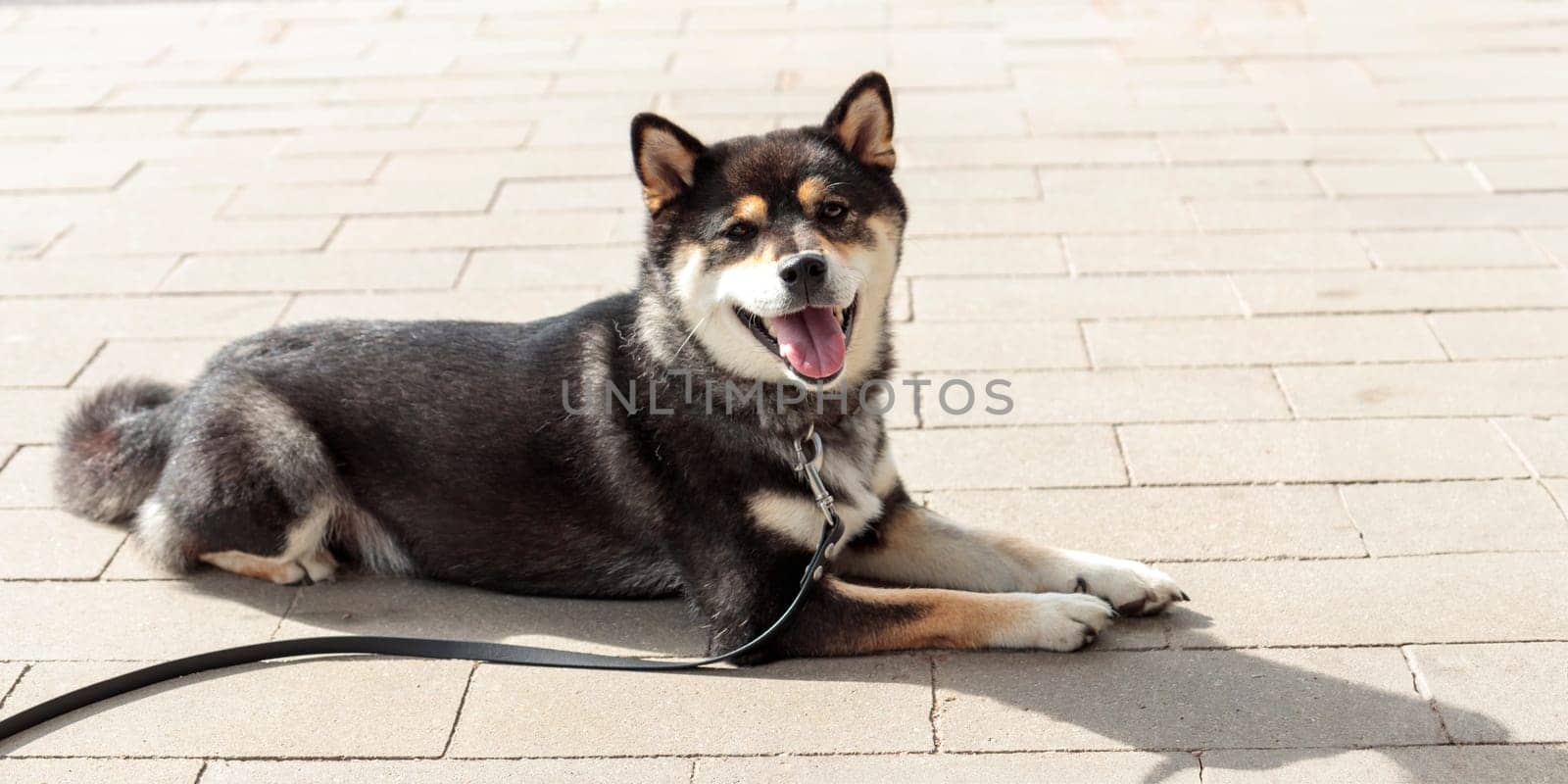 Smart black and tan dog, Japanese Shiba Inu breed, on Leash in sunny weather stuck out her tongue, lie on a parking lot waiting for her owner