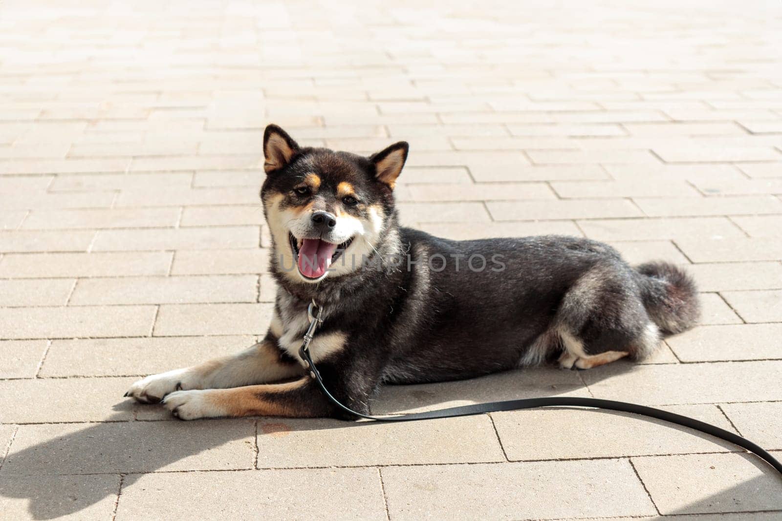 Smart black and tan dog, Japanese Shiba Inu breed, on Leash in sunny weather stuck out her tongue, lie on a parking lot waiting for her owner
