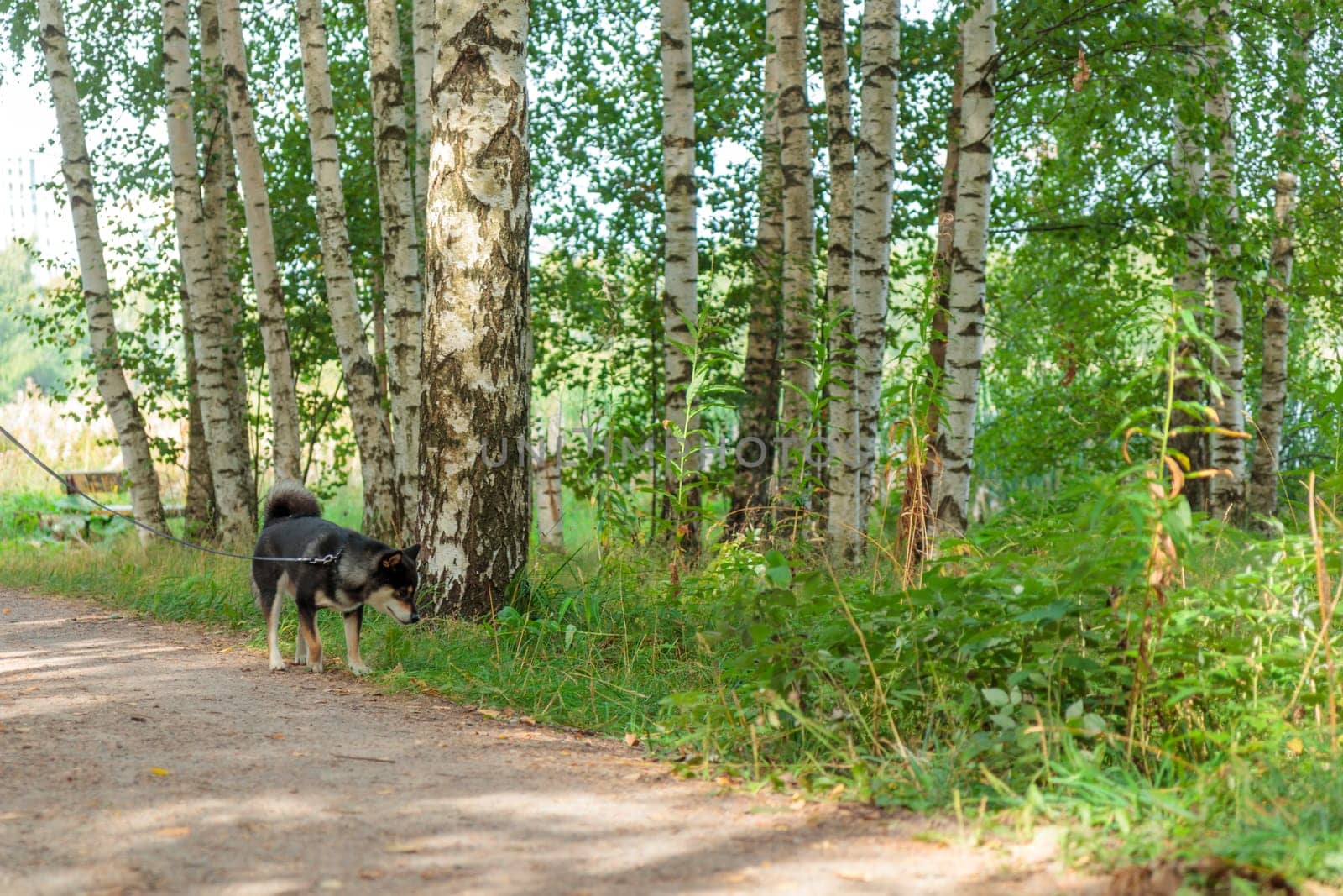 Smiling black and tan dog, Japanese Shiba Inu breed on a leash stuck out her tongue, pet outdoors, on a walk in a sunny summer forest or nature park in Finland, Europe, banner with copy space