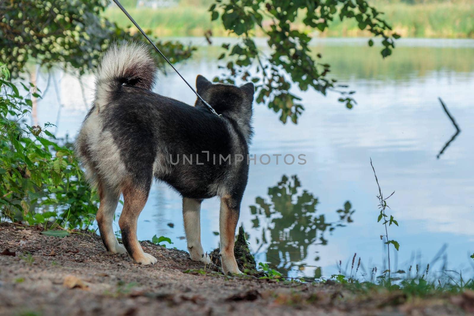 Smiling black and tan dog, Japanese Shiba Inu breed, and nature, pet outdoors, on a walk in sunny summer forest or park in Finland, Europe, banner with copy space