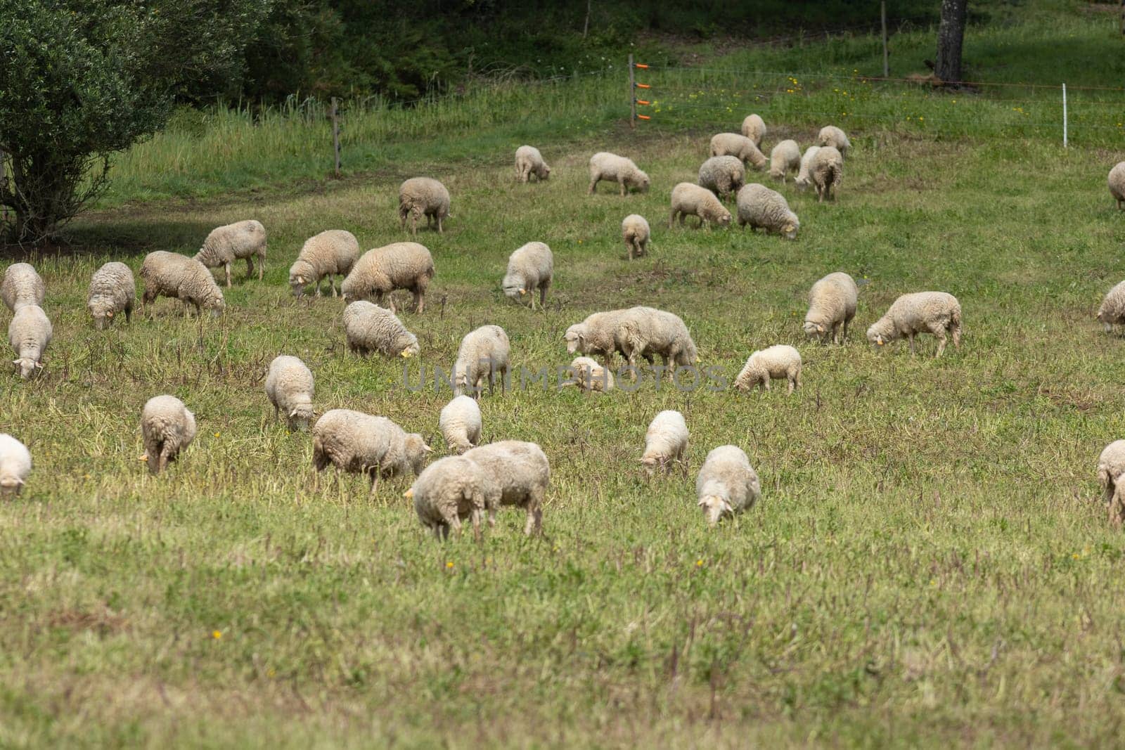 Flock of sheep grazing on a lush green pasture on a sunny summer day