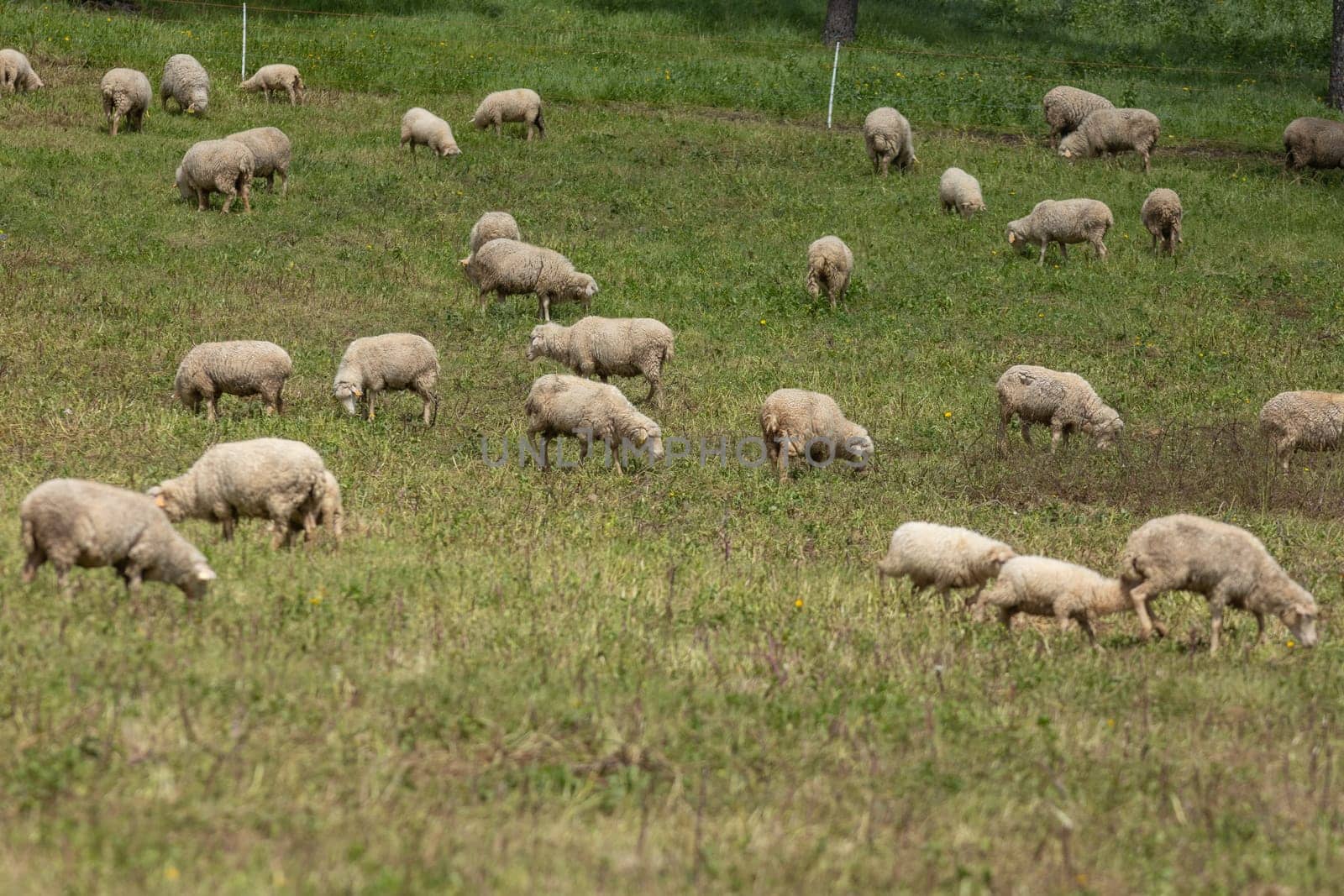 Sheep grazing on a green meadow on a farm in springtime