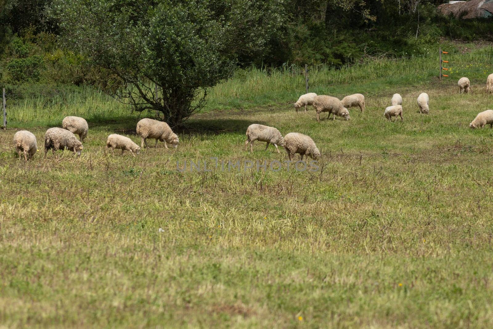 Flock of sheep grazing on a lush green pasture on a sunny summer day