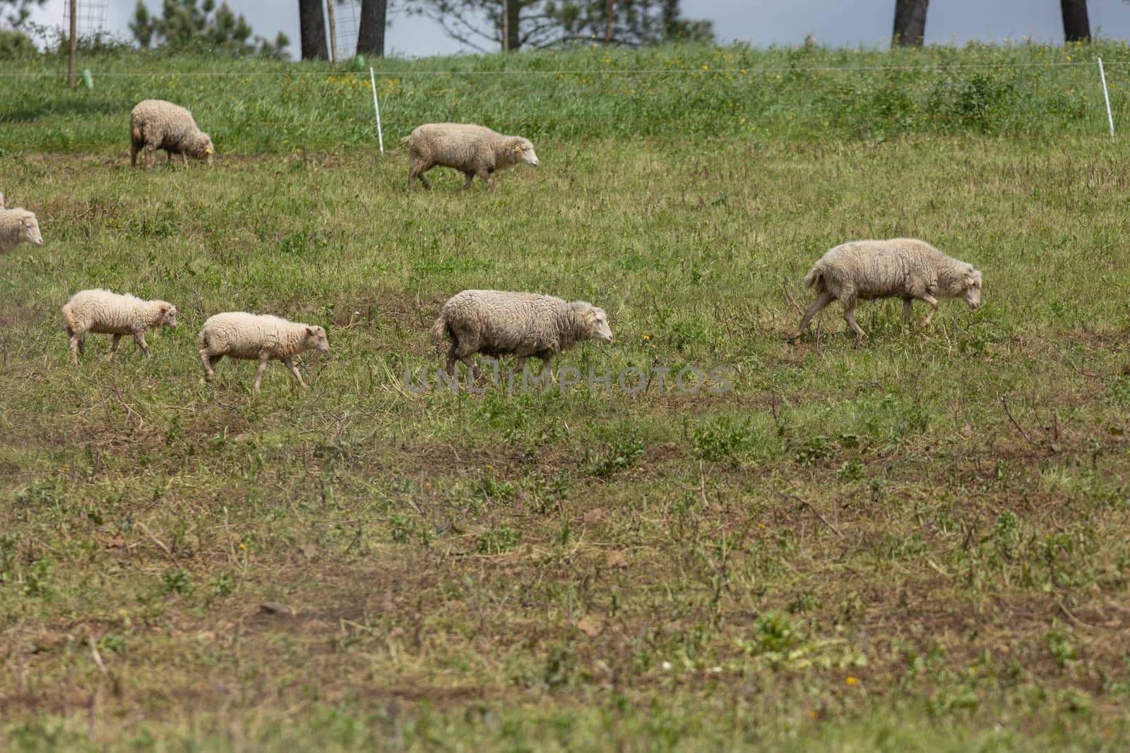 Sheep grazing on a green pasture on a farm on a sunny day
