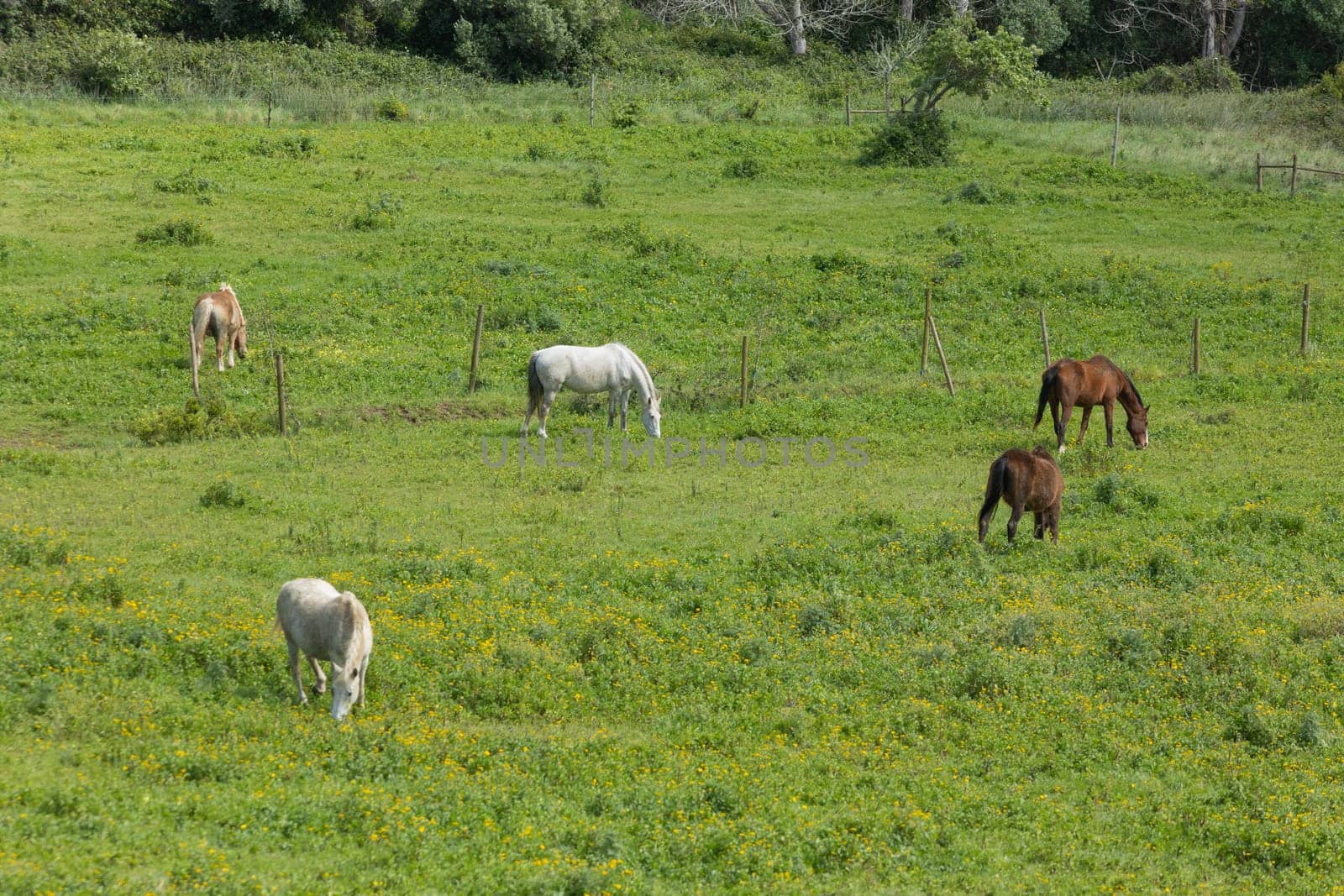 Five horses are grazing peacefully in a field of lush green grass and yellow flowers