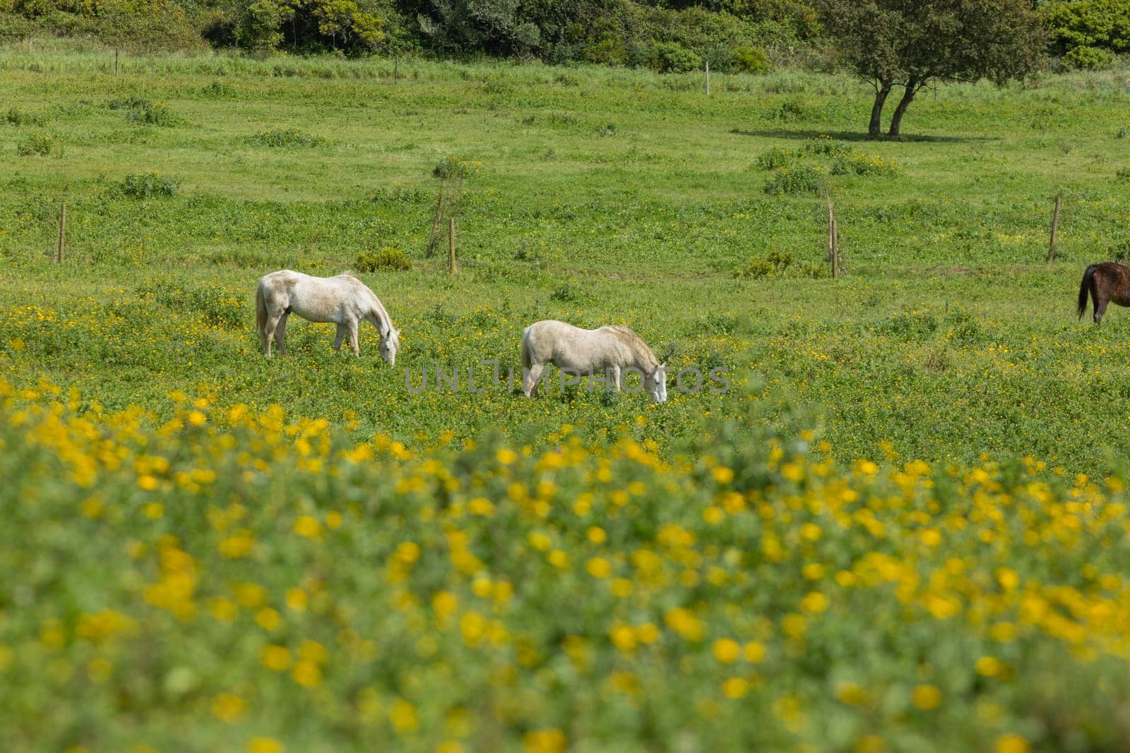 Horses grazing on a sunny pasture with yellow flowers in the foreground
