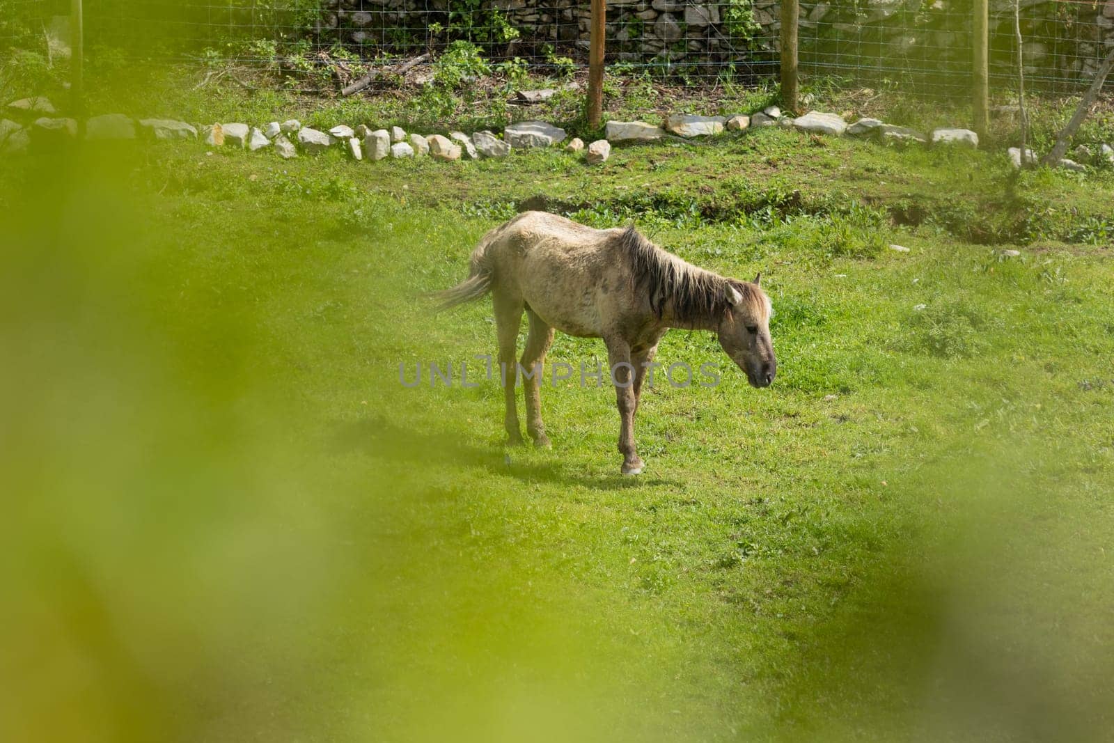 Horse is grazing alone in a field of green grass