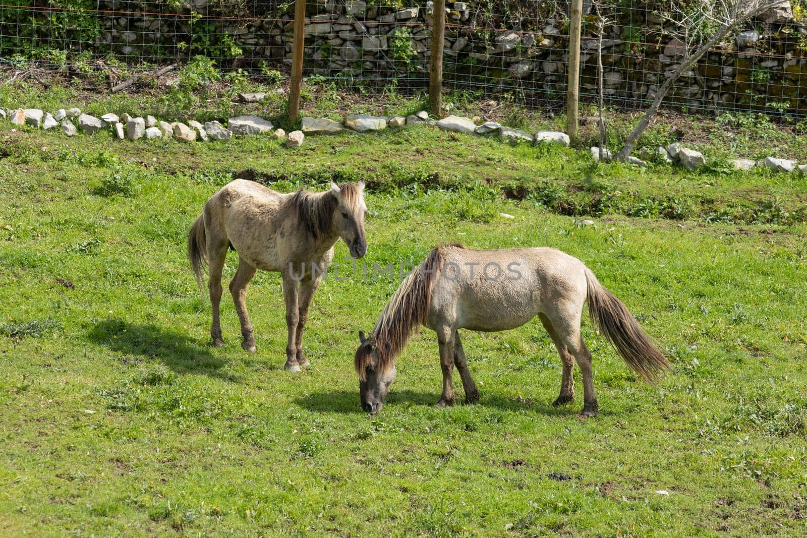 Two horses are grazing peacefully in a meadow, enjoying the lush green grass and the warmth of the sun