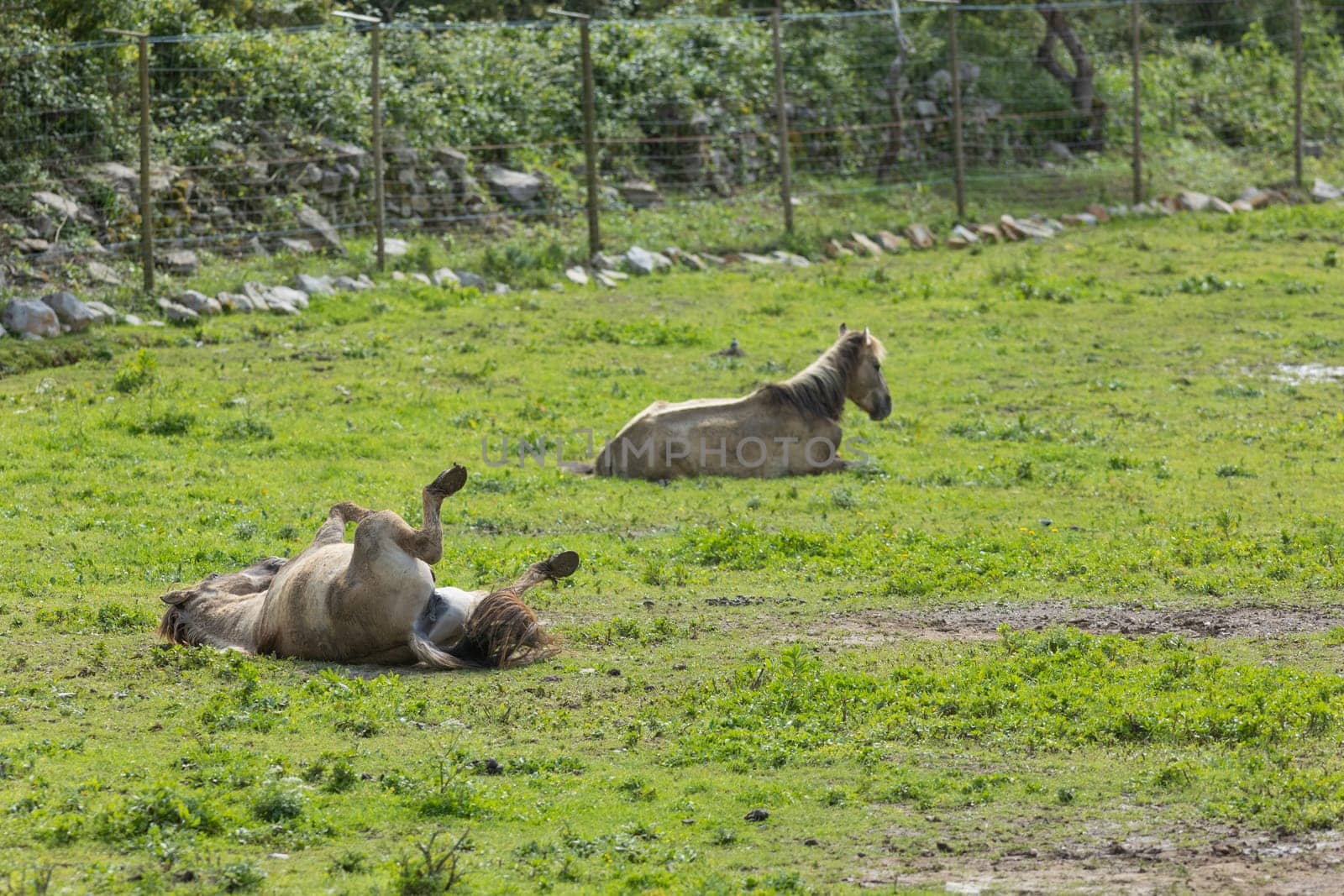 Horse is rolling in the grass while another one is resting in a field