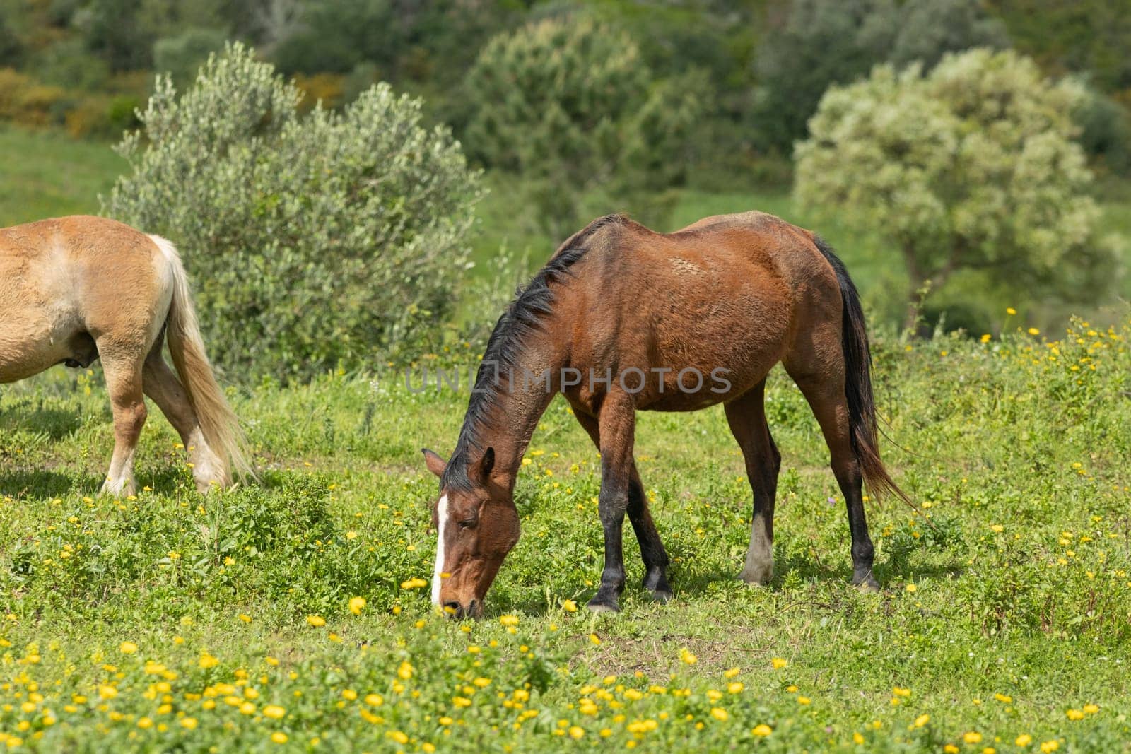 Brown horse peacefully grazing in a field of grass and yellow flowers with another horse in the background