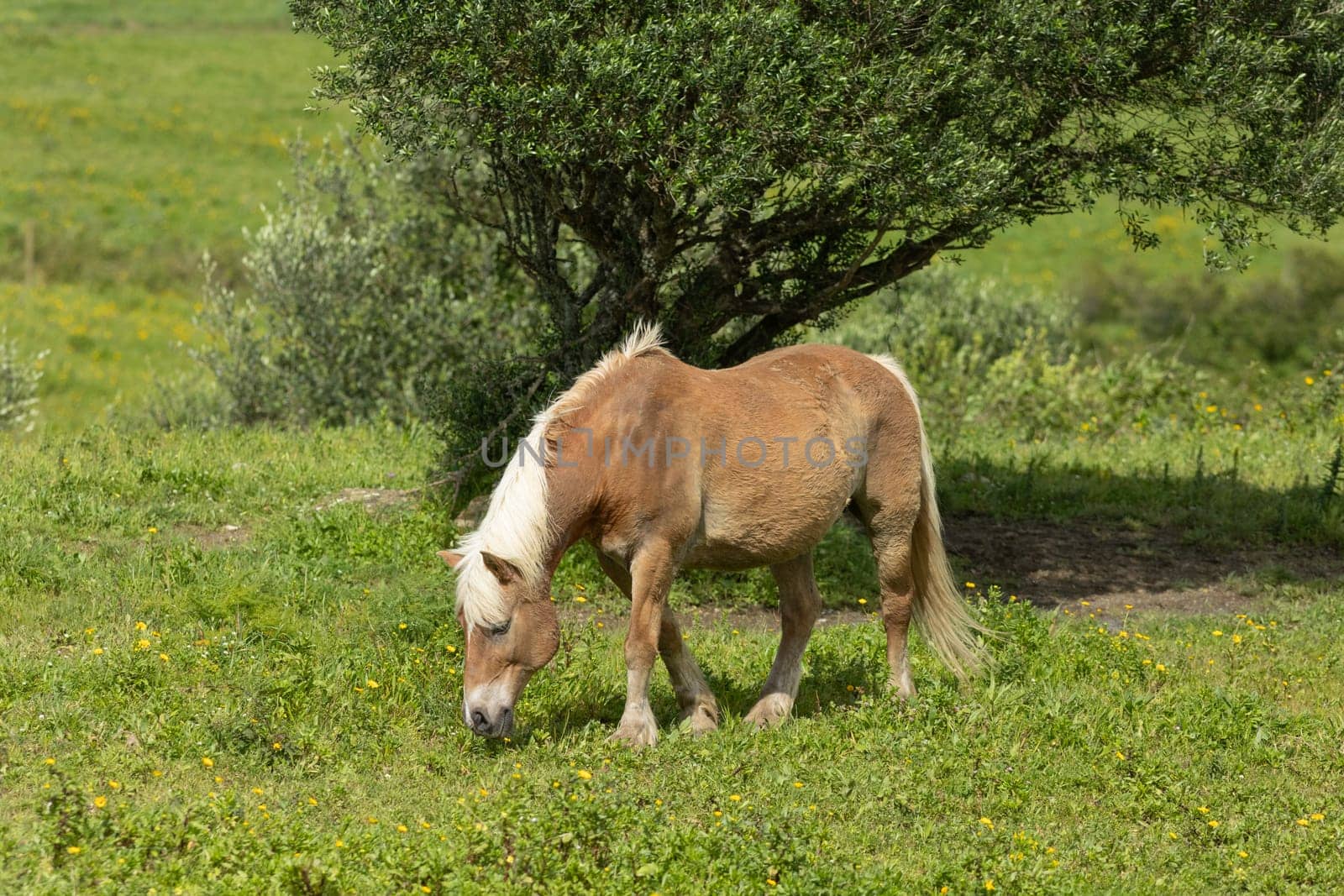 Brown and white horse grazing on lush green grass under the shade of a tree in a peaceful meadow