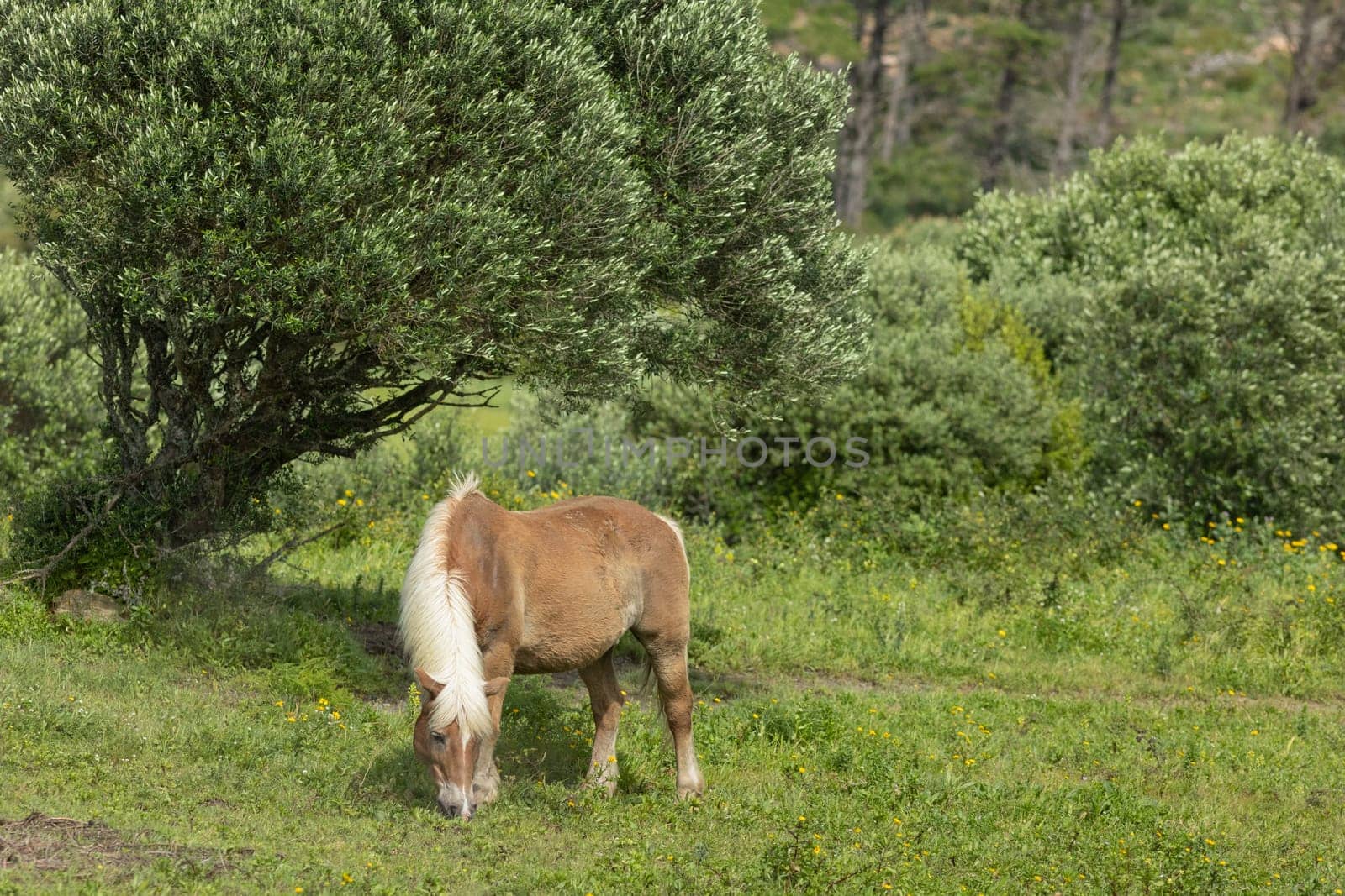 Brown and white horse grazing in a field with lush green grass and yellow flowers
