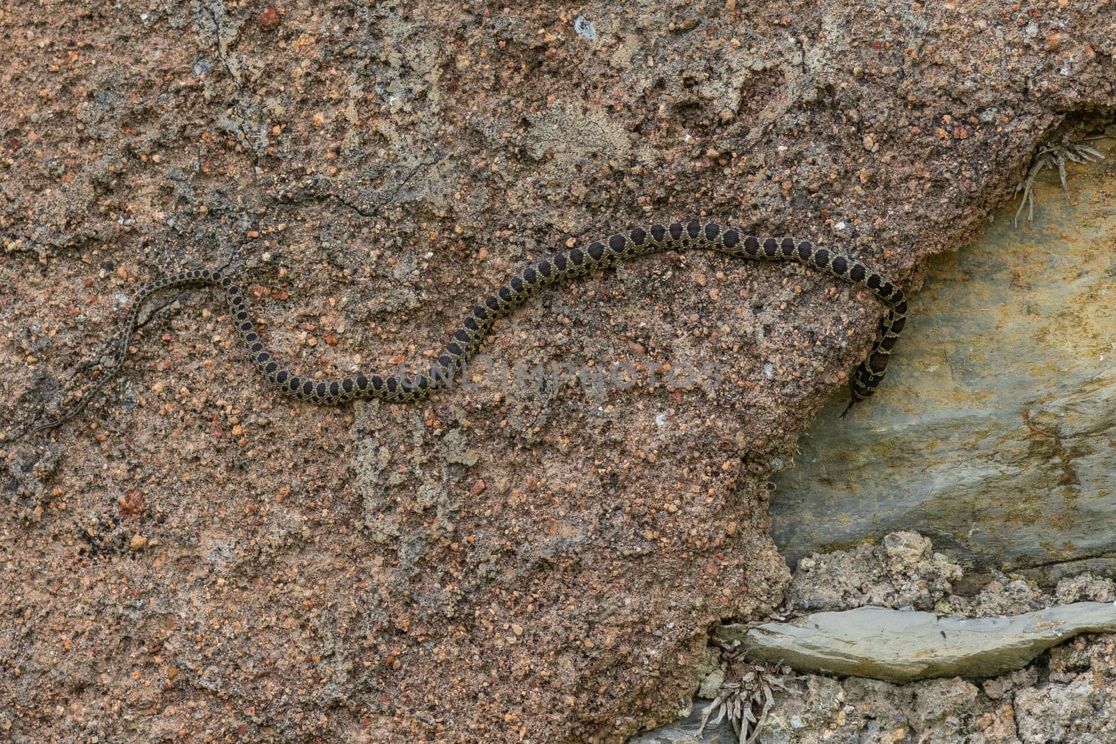 Snake is slithering on a rock in its natural habitat