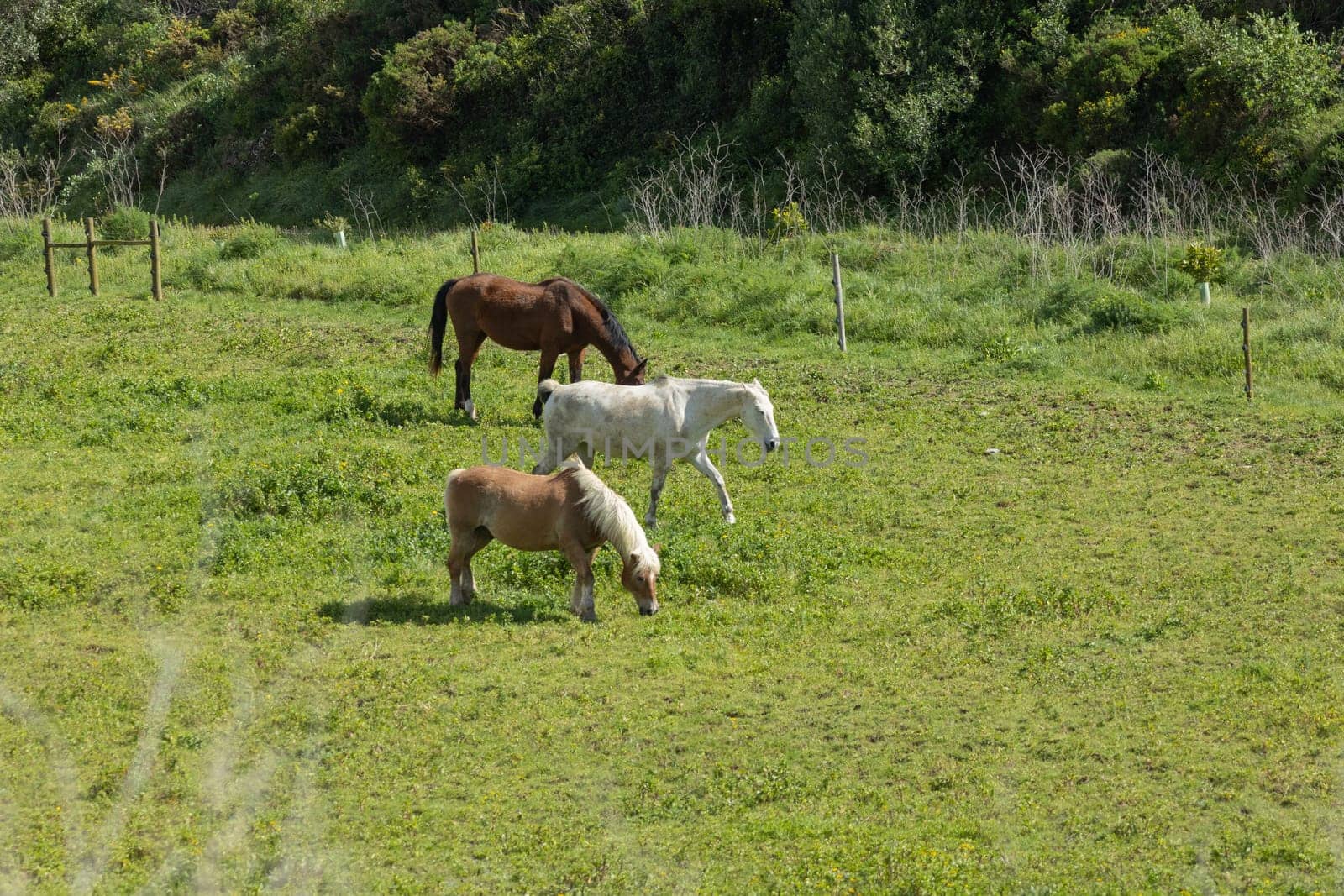 Three horses are grazing peacefully in a lush green field, enjoying a beautiful sunny day