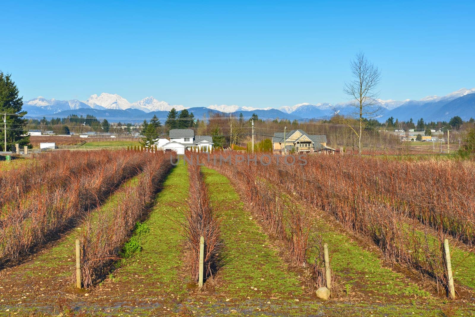 Blueberry farm on winter season in the Fraser valley, British Columbia.