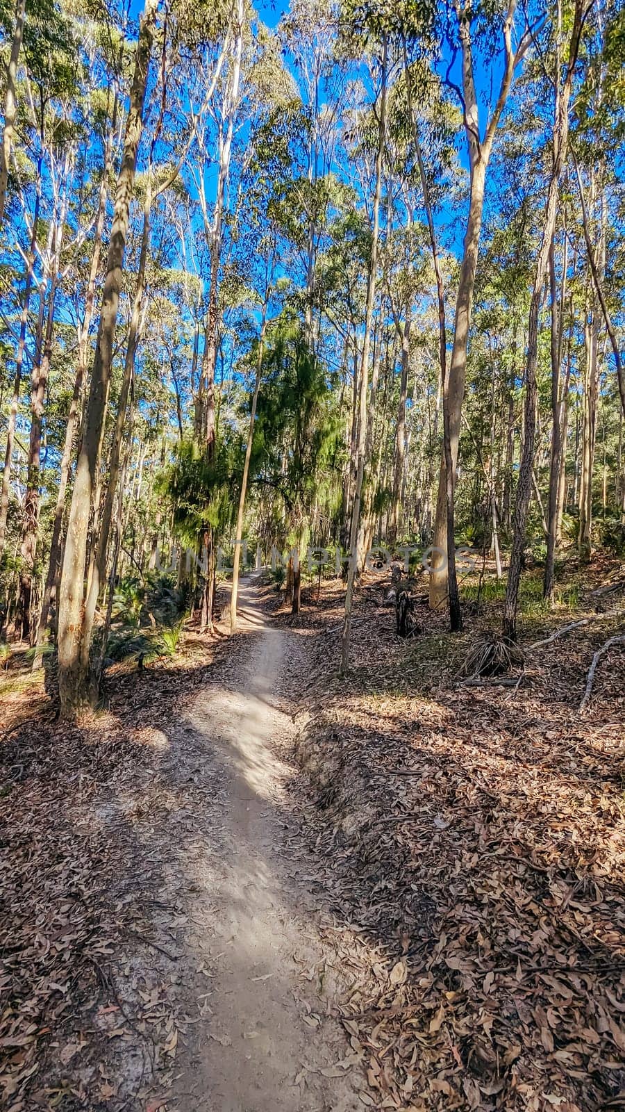 Narooma mountain bike trails near Dalmeny in New South Wales south coast, Australia