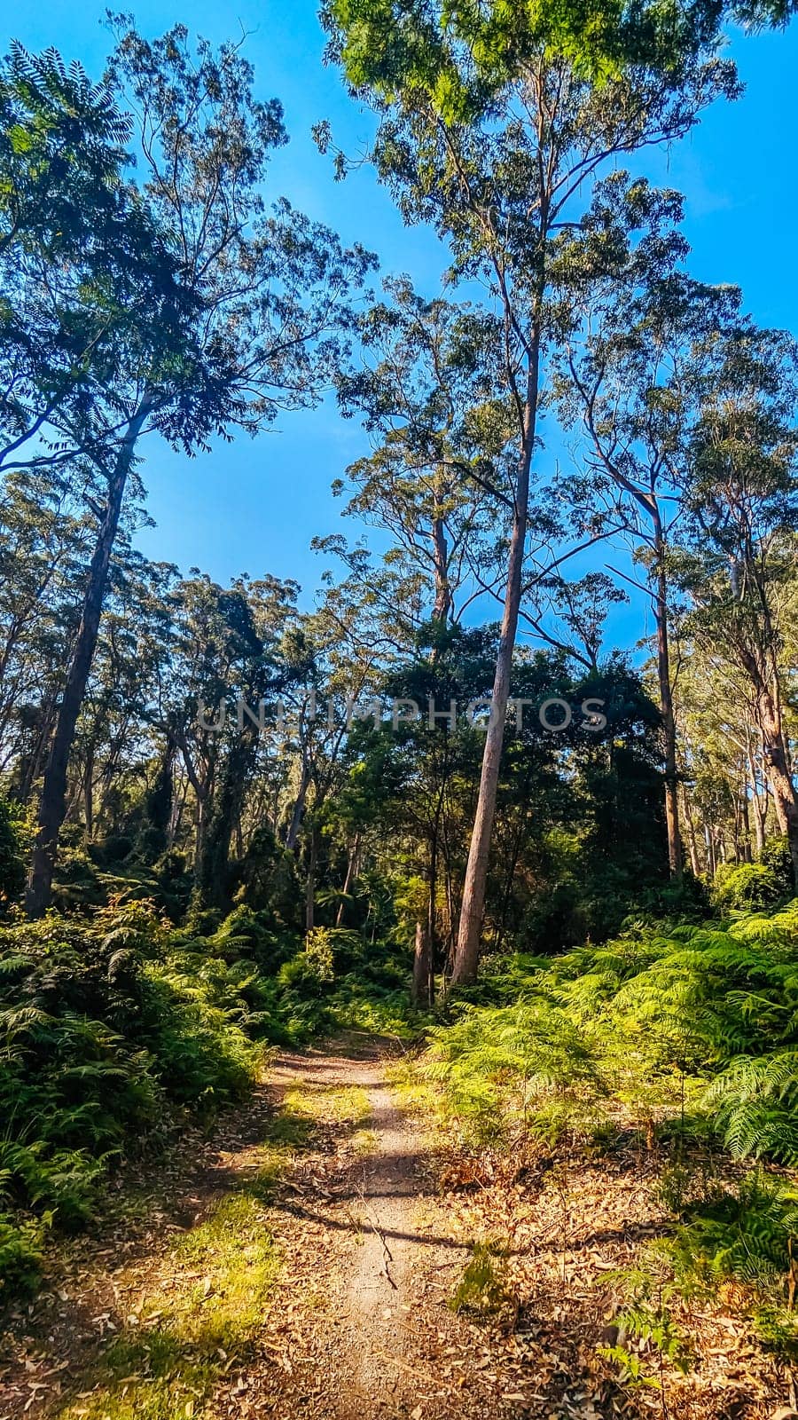 Narooma mountain bike trails near Dalmeny in New South Wales south coast, Australia