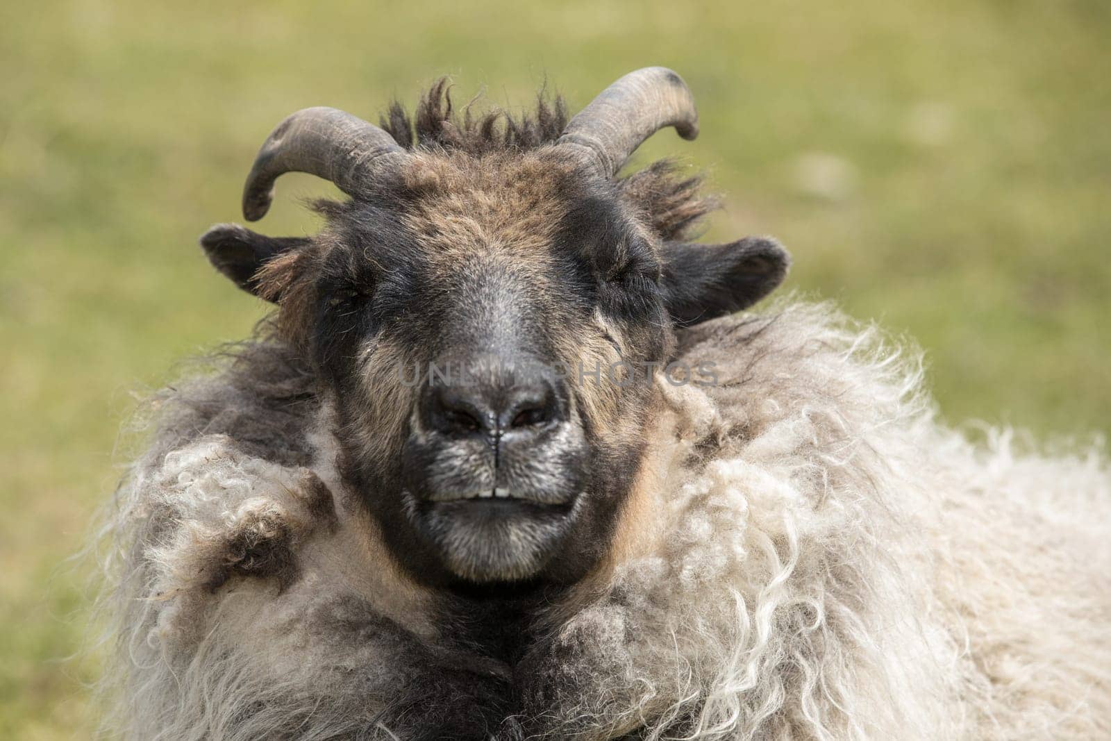 A close up portrait of an icelandic sheep in north Idaho.