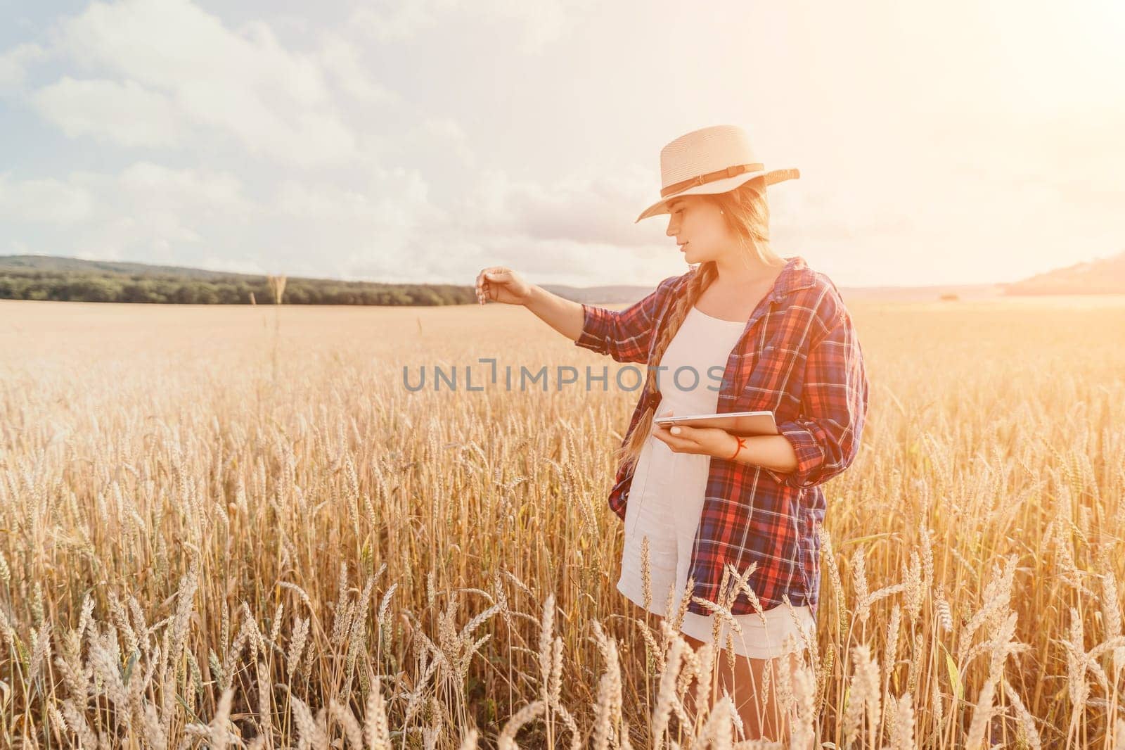 Woman farmer walks through a wheat field at sunset, touching green ears of wheat with his hands. Hand farmer is touching ears of wheat on field in sun, inspecting her harvest. Agricultural business.