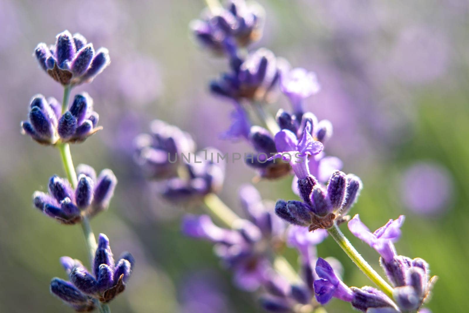 A bunch of purple flowers with purple petals