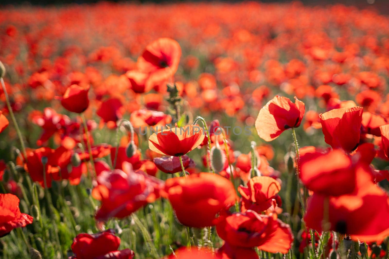 A field of bright red poppies sway gently in the breeze, their petals catching the sunlight.