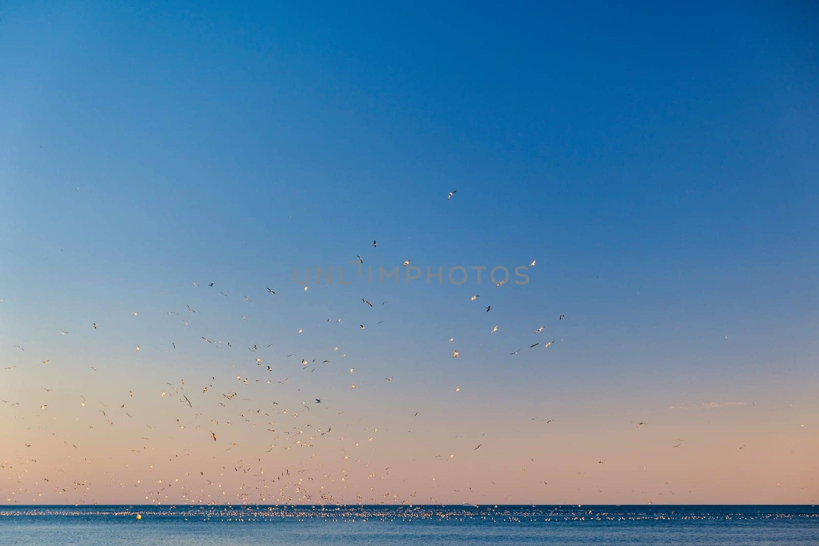 beautiful, serene seascape during sunrise or sunset, given the warm colors near the horizon. The sky transitions from a warm orange near the horizon to a cooler blue as it gets higher. There are many birds in flight over the sea, small silhouettes against the sky. The sea is calm with gentle waves, reflecting some of the sky's colors on its surface. a sense of tranquility and natural beauty download