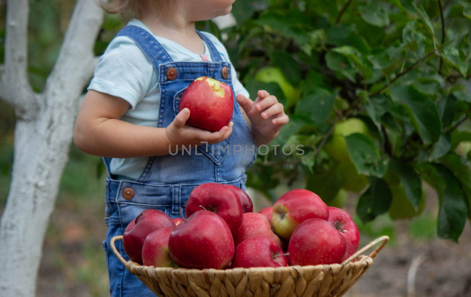 little girl in the garden with a basket of apples. Selective focus.