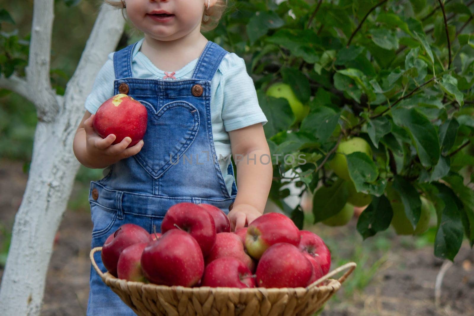 little girl in the garden with a basket of apples. Selective focus.