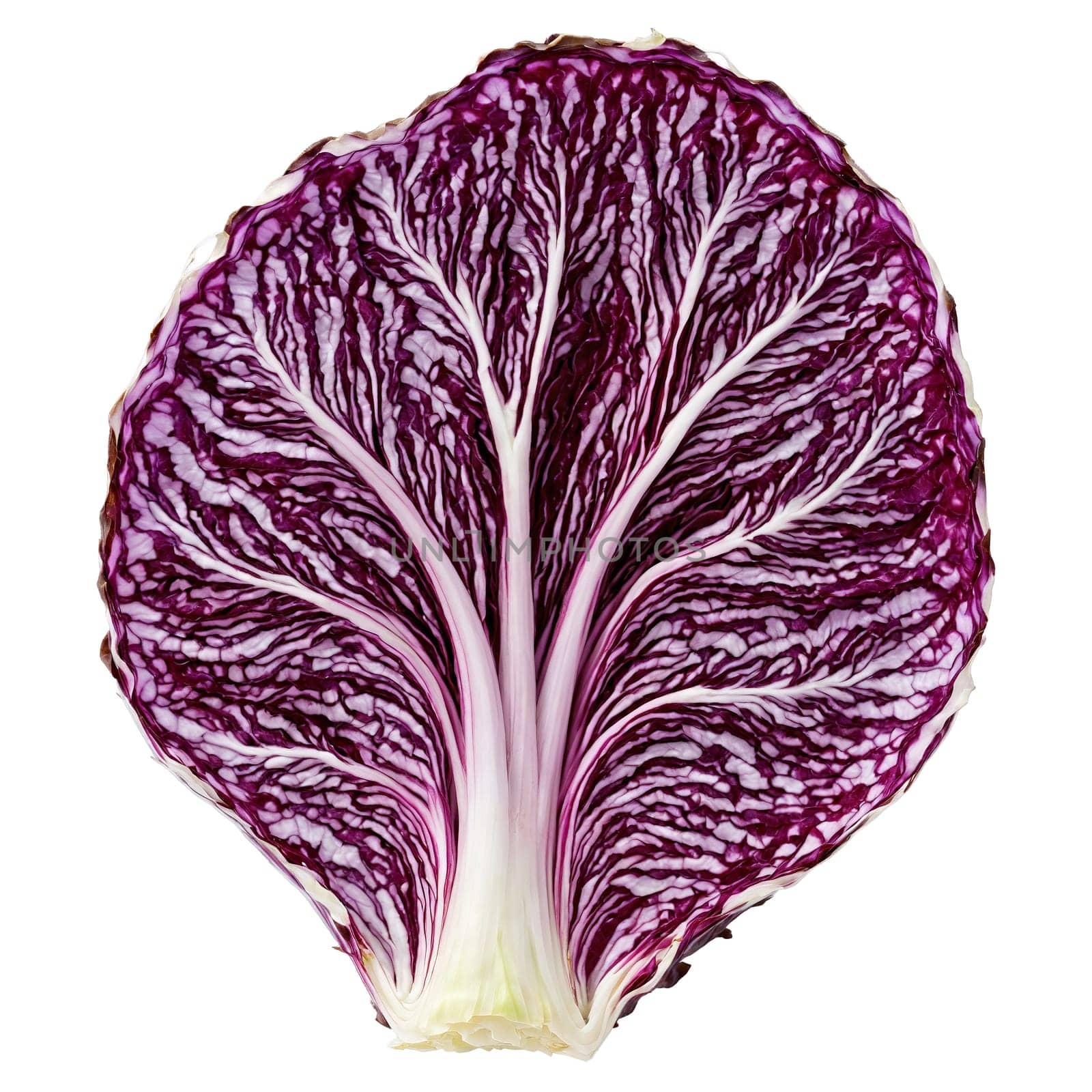 Radicchio with purple leaves and white veins in cross section Food and culinary concept. Food isolated on transparent background.