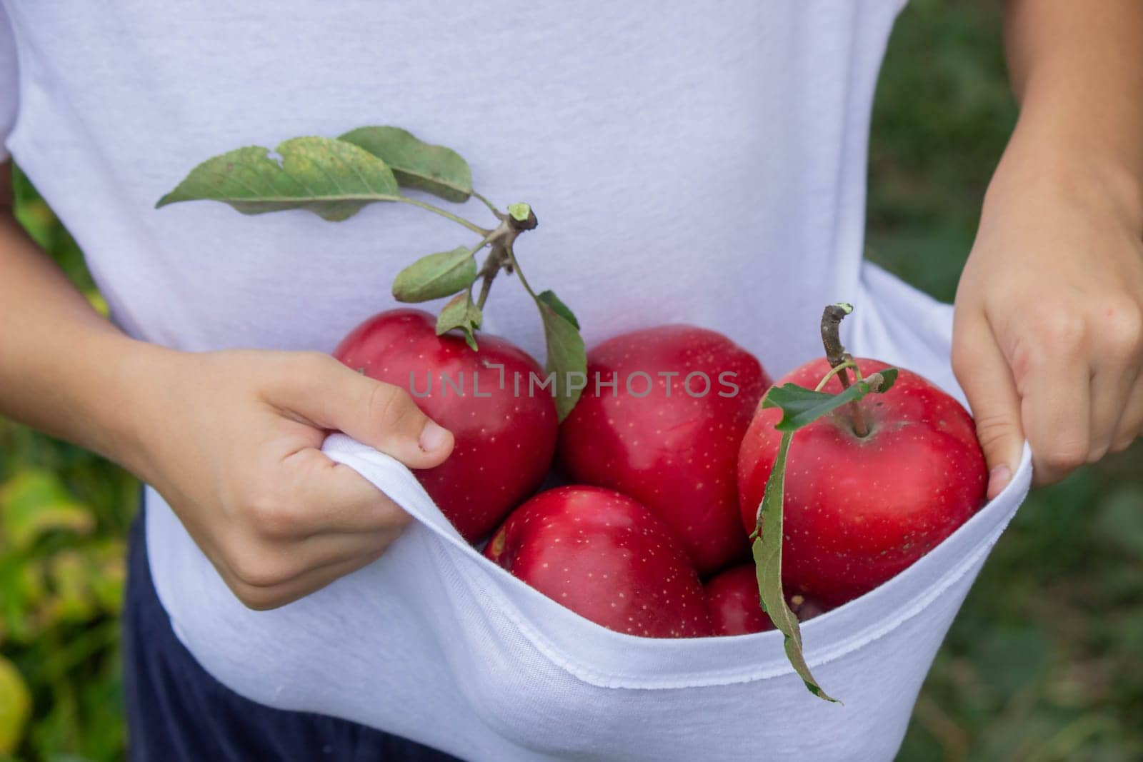 a boy in an apple garden with a basket of apples. Selective focus.