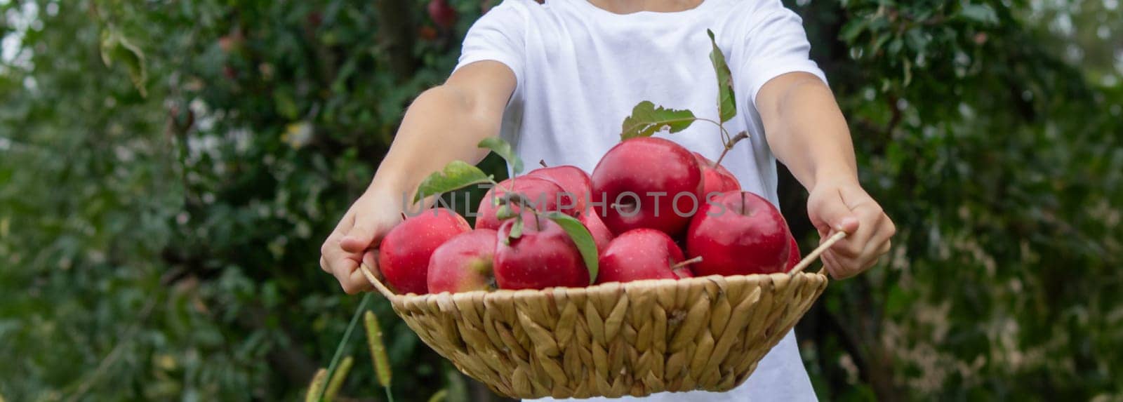 a boy in an apple garden with a basket of apples. Selective focus.
