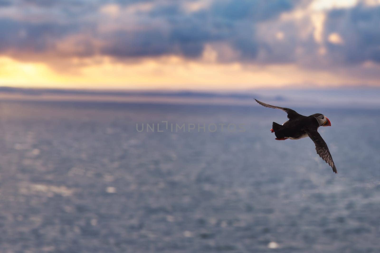 A beautiful bird is gracefully flying over the vast ocean, enjoying the stunning view at sunset, as the sky changes colors