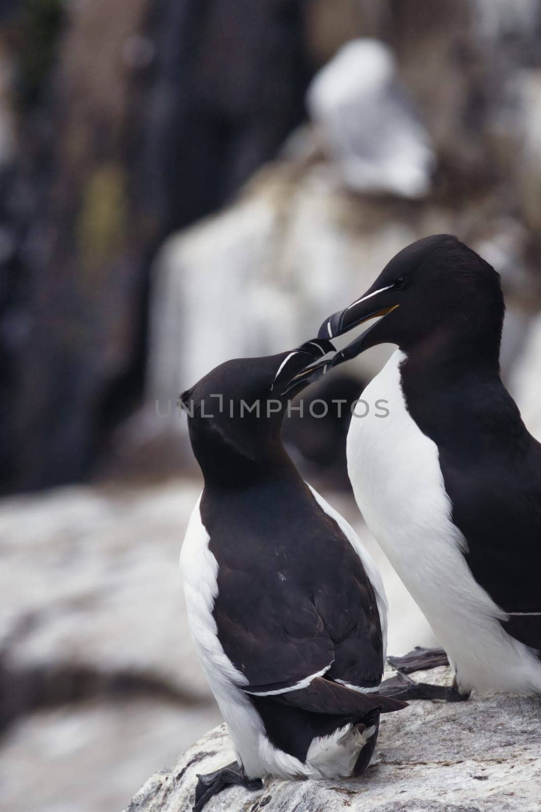 Two black and white birds are standing quite closely next to each other on a large rock in their natural environment