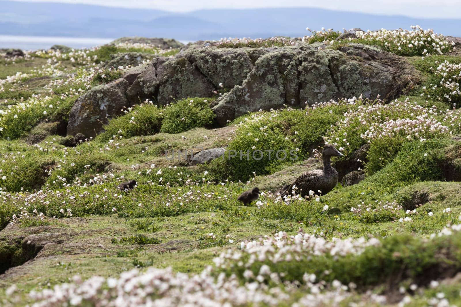 A serene image of a Common Eider duck nestled among a field of wildflowers on the Isle of May, Scotland. The lush green grasses and delicate white blooms provide a peaceful setting, showcasing the natural beauty of the island wildlife and landscapes. The Common Eider is known for its distinctive plumage and strong presence in coastal habitats, making this image ideal for nature, wildlife, and birdwatching projects