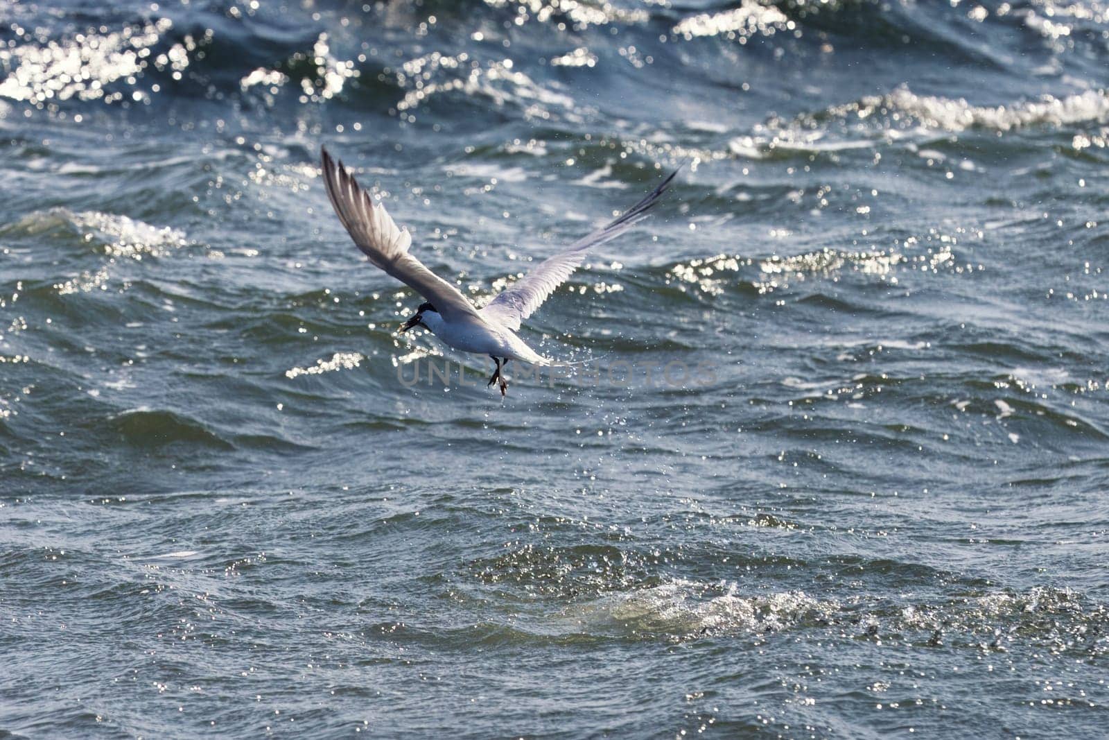 A dynamic shot of a seagull flying just above the choppy ocean surface, attempting to catch fish from the water. The bird wings are fully extended as it hovers over the waves, demonstrating its hunting skills in its natural marine environment. This action-packed image is ideal for projects focused on wildlife, nature, and coastal ecosystems.
