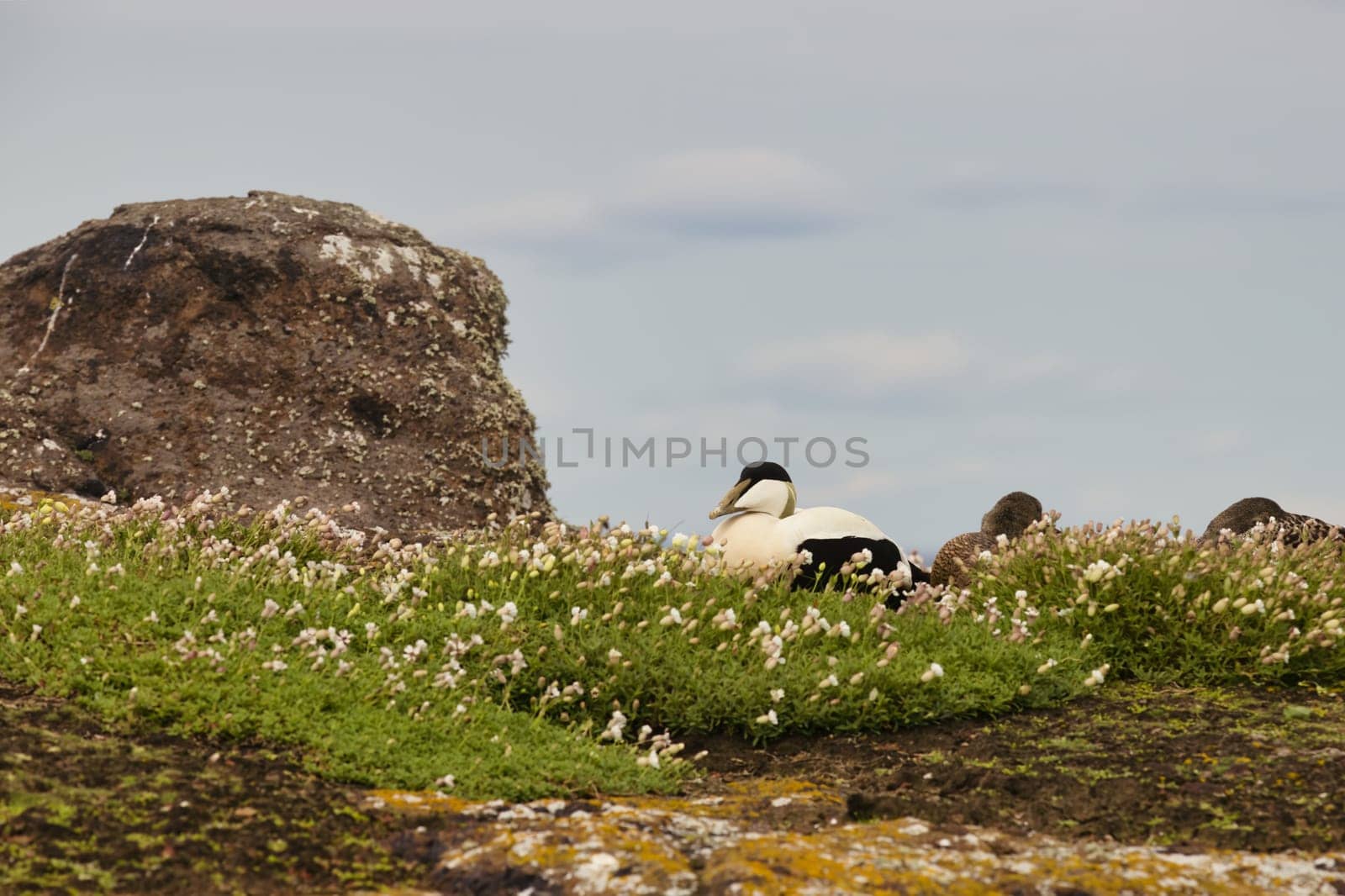 A peaceful image of a Common Eider duck resting among wildflowers on the Isle of May, Scotland. Surrounded by lush greenery and rocky terrain, the duck is seen in its natural coastal habitat. This serene scene highlights the natural beauty and wildlife of the island, making it ideal for projects focused on birdwatching, nature, and wildlife conservation