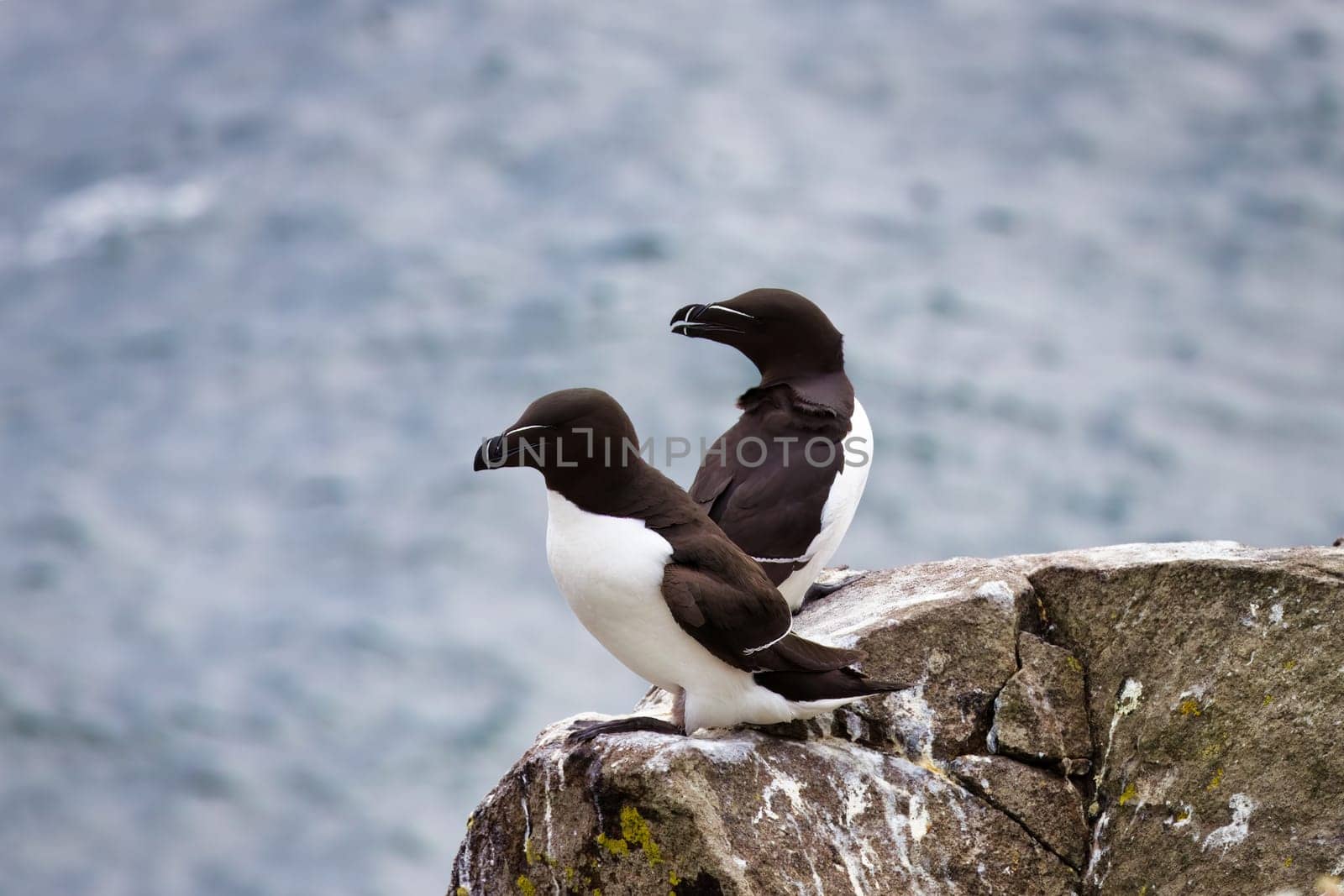 A captivating photograph of two Razorbills perched on the edge of a rocky cliff, overlooking the North Sea on the Isle of May, Scotland. The sleek black-and-white seabirds, known for their sharp beaks, stand side by side in their natural coastal habitat. The rugged cliffside and ocean backdrop perfectly capture the essence of the wild Scottish coastline, making it ideal for nature, wildlife, and birdwatching projects
