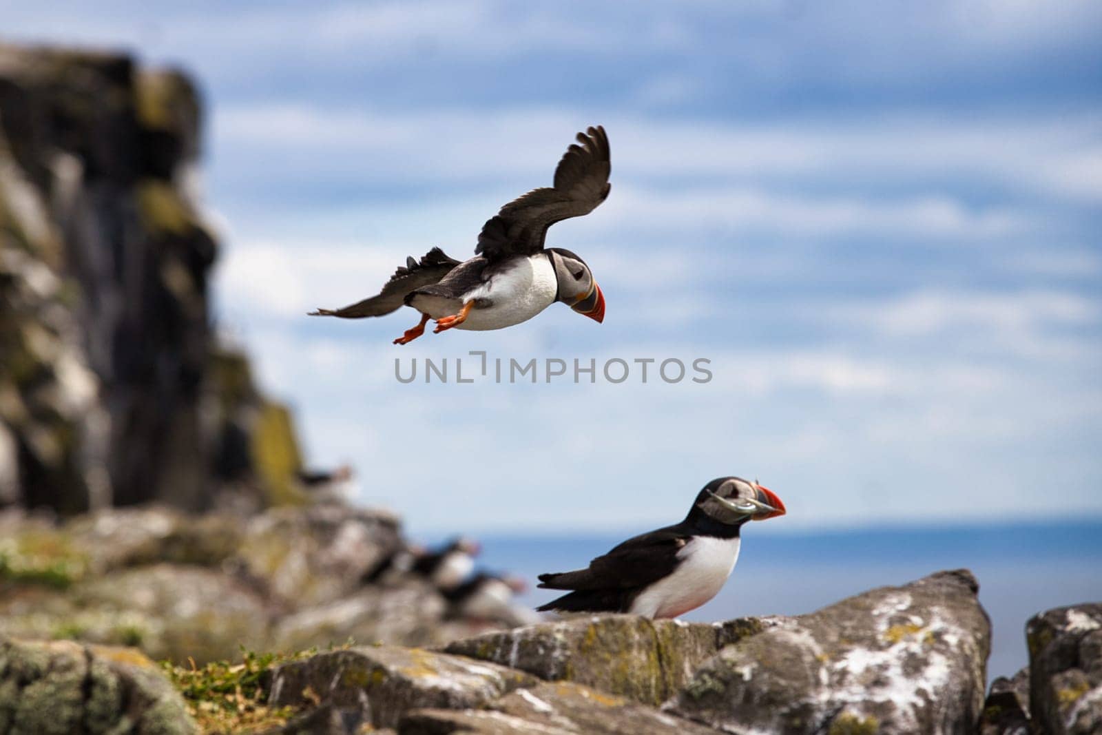 A striking photograph of a puffin perched on a rocky cliff with a fish in its beak, while another puffin soars overhead on the Isle of May, Scotland. The vivid colors of the puffins beaks and feet contrast beautifully with the rugged rocks and expansive ocean backdrop. This image captures the puffin hunting success and the dynamic coastal wildlife, making it perfect for nature, birdwatching, and wildlife photography projects.