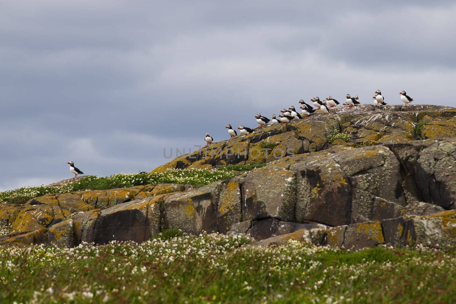 A charming scene of a group of puffins perched on a rocky hillside on the Isle of May, Scotland. The birds, with their colorful beaks, stand out against the rugged terrain and cloudy sky, creating a picturesque representation of the island vibrant wildlife. The grassy foreground, dotted with wildflowers, adds to the natural beauty of this coastal habitat. Perfect for nature, wildlife, and birdwatching projects