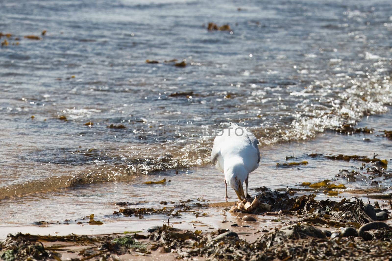 A captivating image of a seagull feeding on a crab along a seaweed-strewn shoreline. The bird is captured in action, enjoying its meal at the water edge as gentle waves lap against the beach. This dynamic scene showcases the natural behavior of coastal wildlife and is perfect for projects centered on nature, wildlife, and coastal ecosystems