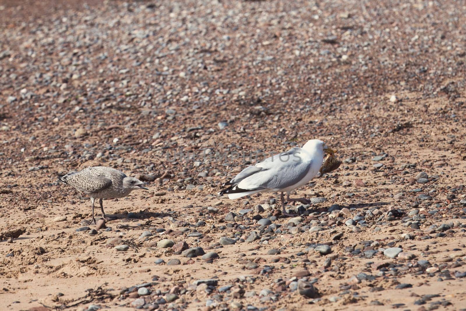 A fascinating shot of a seagull trying to escape with a crab in its beak on a pebbled beach, while a juvenile seagull follows closely. The scene captures the natural struggle and behavior of coastal birds as they hunt and defend their prey. Perfect for wildlife, nature, and coastal photography projects, this image highlights the dynamic interactions of seabirds in their natural habitat.