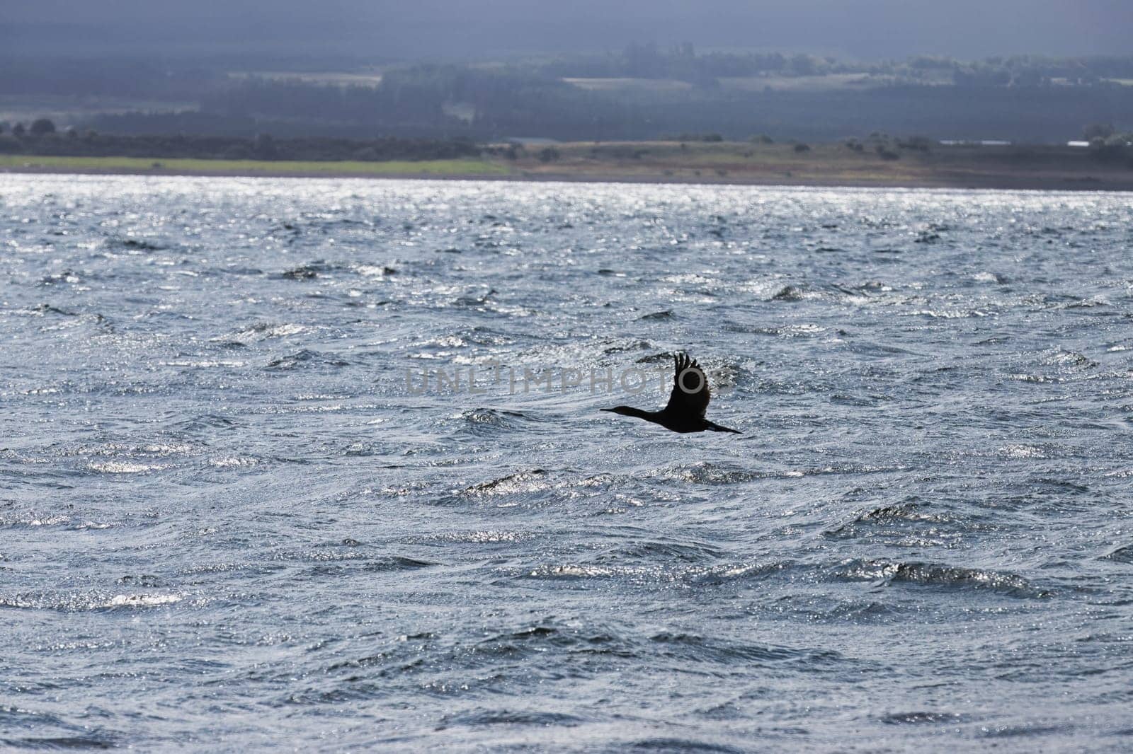 A striking image of a duck in flight, silhouetted against the shimmering waters below. The bird shadow-like form creates a dramatic contrast with the rippling waves, evoking a sense of mystery and serenity. This minimalistic yet powerful shot captures the elegance of a duck in mid-air, perfect for projects focusing on nature, wildlife, and abstract photography.