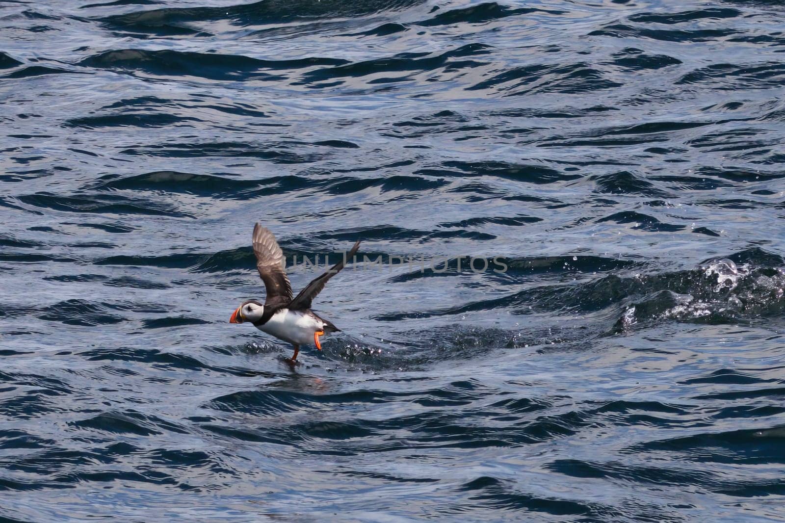 A dynamic image of a puffin taking off from the surface of the water on the Isle of May, Scotland. The puffin wings are spread wide as it skims across the blue ocean, with its vibrant orange beak and feet contrasting against the dark waters. This action shot captures the agility and energy of the puffin in its natural marine habitat, ideal for wildlife, nature, and birdwatching projects.