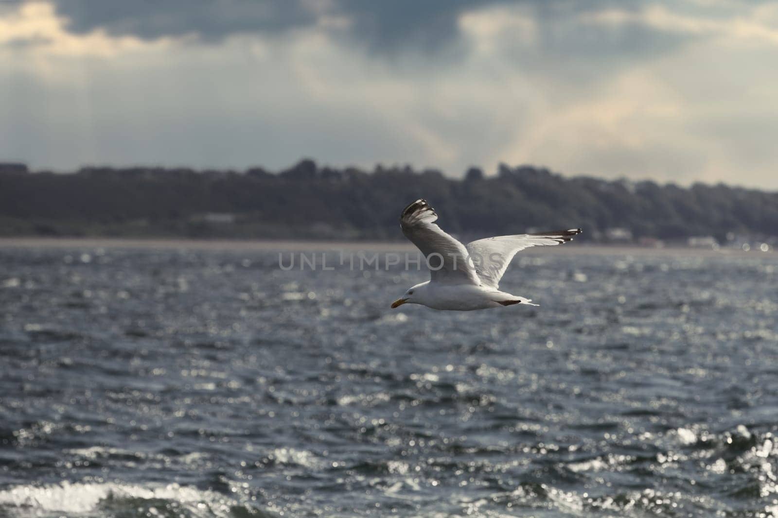 A serene yet dramatic image of a seagull gracefully gliding over choppy waters, set against a moody, cloud-filled sky. The distant shoreline adds depth to the scene, highlighting the bird's effortless flight in a coastal setting. This image perfectly captures the essence of nature's beauty and power, making it ideal for wildlife, nature, and landscape photography projects.