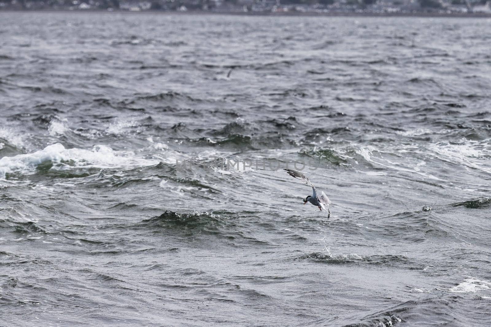 A dramatic scene of a seagull diving into rough, choppy waters in pursuit of a fish. The image captures the bird mid-action as it navigates the turbulent sea, showcasing its natural hunting instincts. With waves crashing around and the distant shoreline in view, this powerful moment highlights the raw beauty of coastal wildlife. Perfect for projects focused on nature, wildlife, and marine environments