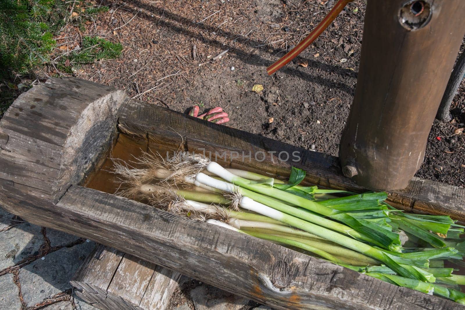 Freshly picked leeks lie in a wooden trough with water to clean off the soil, Organic farming and fresh food concept,
