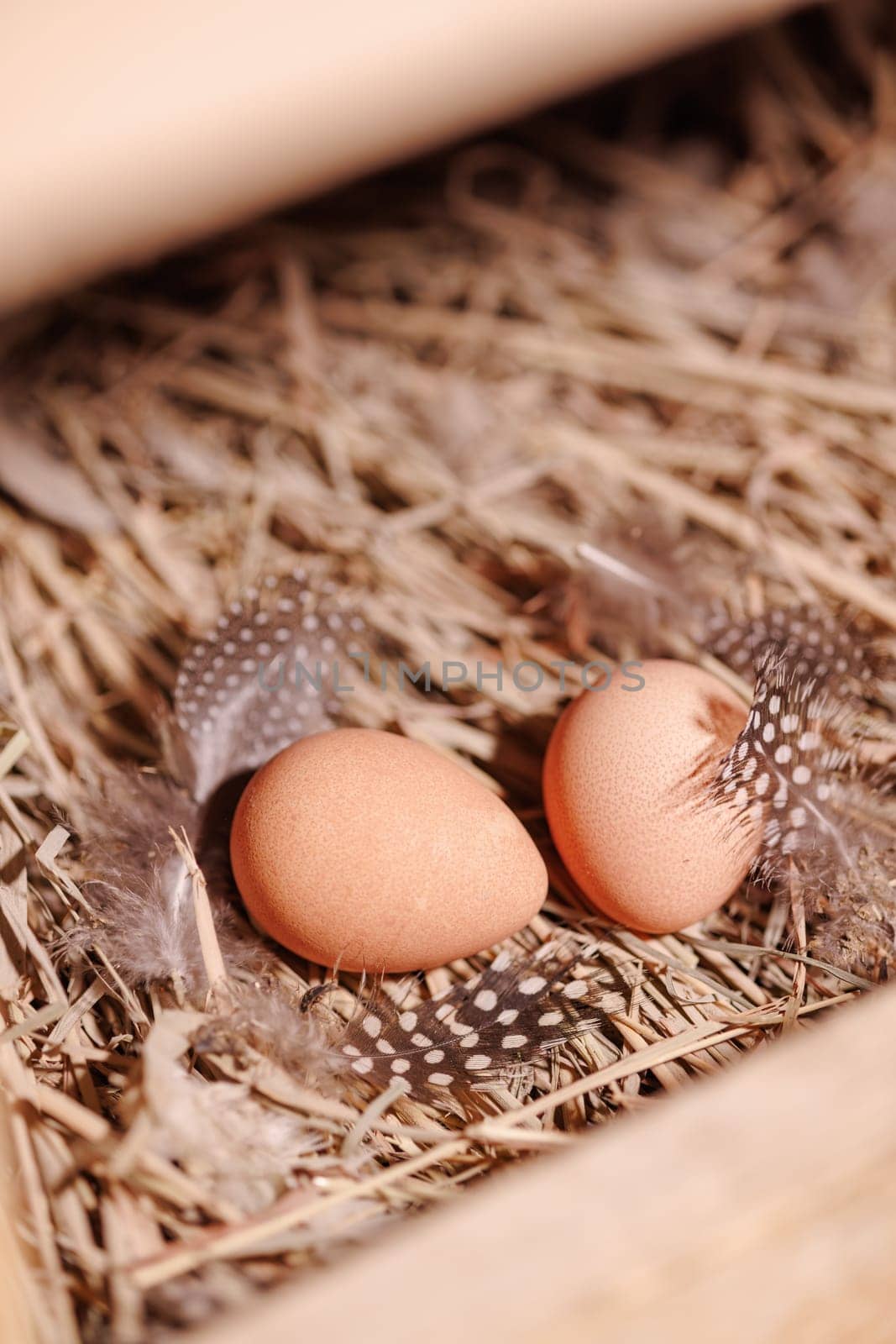 Two brown guinea fowl eggs lie on the straw, next to the feathers