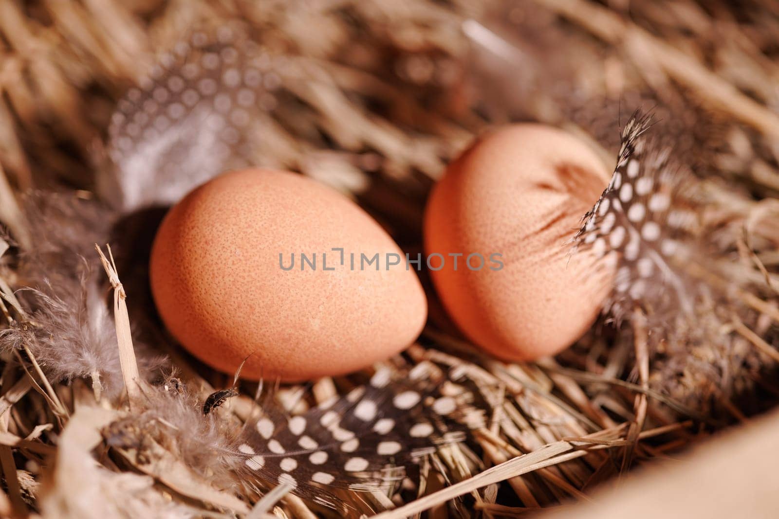 Two brown guinea fowl eggs lie on the straw, next to the feathers
