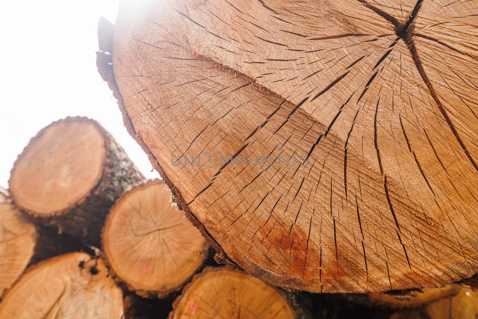 Close-up of a freshly cut tree stump showing detailed wood grain and cracks, with a blurred background of green trees and sky.